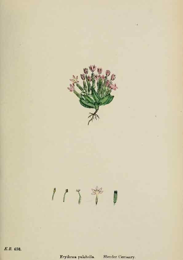 Reproducción/Reproduction 48717896296: English botany, or, Coloured figures of British plants /. London :R. Hardwicke,1863-1886.. 