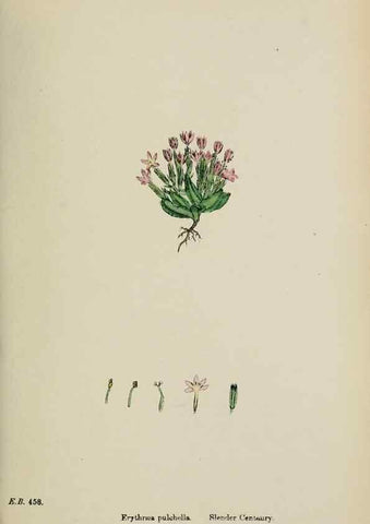Reproducción/Reproduction 48717896296: English botany, or, Coloured figures of British plants /. London :R. Hardwicke,1863-1886.. 