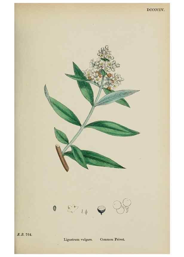 Reproducción/Reproduction 48718065052: English botany, or, Coloured figures of British plants /. London :R. Hardwicke,1863-1886.. 