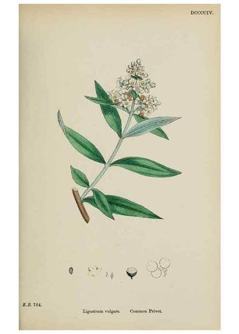 Reproducción/Reproduction 48718065052: English botany, or, Coloured figures of British plants /. London :R. Hardwicke,1863-1886.. 
