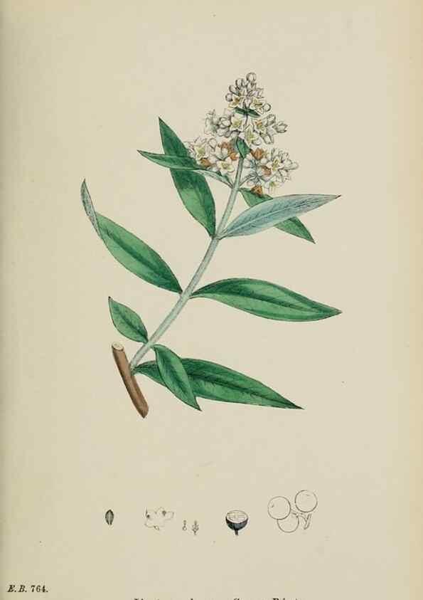 Reproducción/Reproduction 48718065052: English botany, or, Coloured figures of British plants /. London :R. Hardwicke,1863-1886.. 
