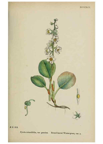 Reproducción/Reproduction 48717891456: English botany, or, Coloured figures of British plants /. London :R. Hardwicke,1863-1886.. 