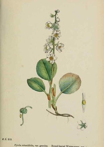 Reproducción/Reproduction 48717891456: English botany, or, Coloured figures of British plants /. London :R. Hardwicke,1863-1886.. 