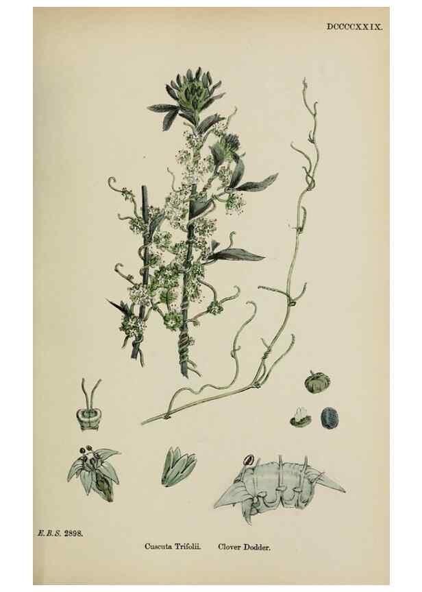 Reproducción/Reproduction 48717566838: English botany, or, Coloured figures of British plants /. London :R. Hardwicke,1863-1886.. 