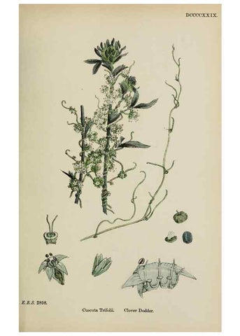 Reproducción/Reproduction 48717566838: English botany, or, Coloured figures of British plants /. London :R. Hardwicke,1863-1886.. 