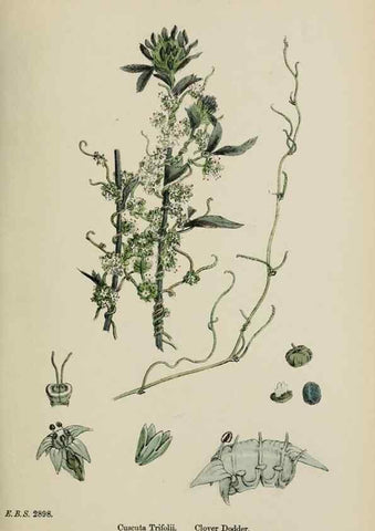 Reproducción/Reproduction 48717566838: English botany, or, Coloured figures of British plants /. London :R. Hardwicke,1863-1886.. 