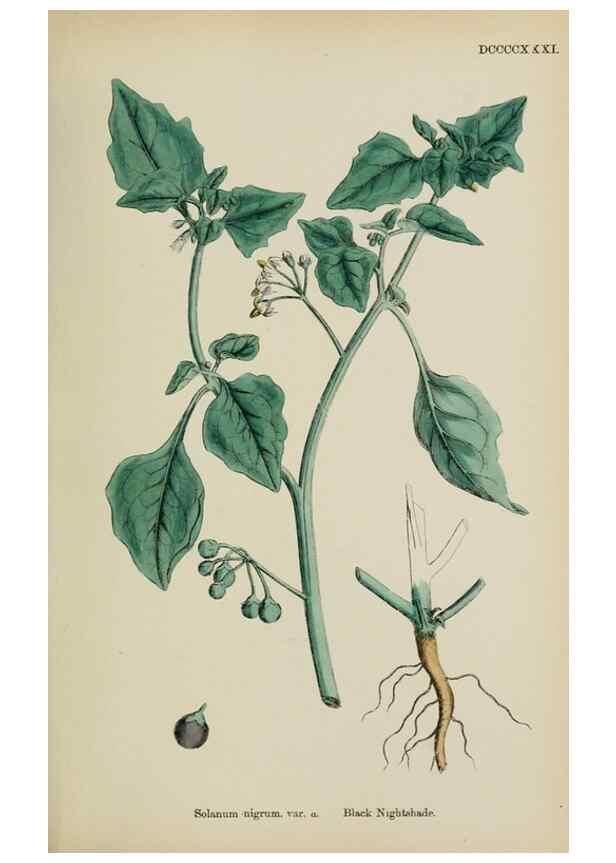 Reproducción/Reproduction 48717903731: English botany, or, Coloured figures of British plants /. London :R. Hardwicke,1863-1886.. 