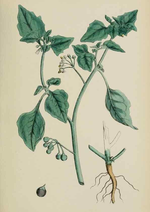 Reproducción/Reproduction 48717903731: English botany, or, Coloured figures of British plants /. London :R. Hardwicke,1863-1886.. 