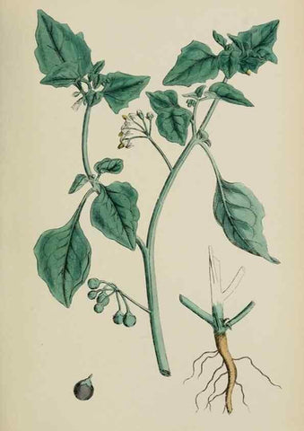 Reproducción/Reproduction 48717903731: English botany, or, Coloured figures of British plants /. London :R. Hardwicke,1863-1886.. 
