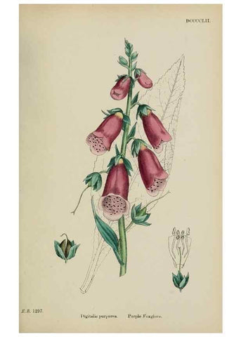 Reproducción/Reproduction 48717574008: English botany, or, Coloured figures of British plants /. London :R. Hardwicke,1863-1886.. 
