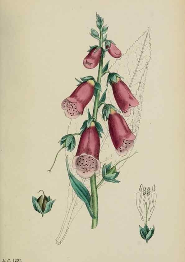 Reproducción/Reproduction 48717574008: English botany, or, Coloured figures of British plants /. London :R. Hardwicke,1863-1886.. 