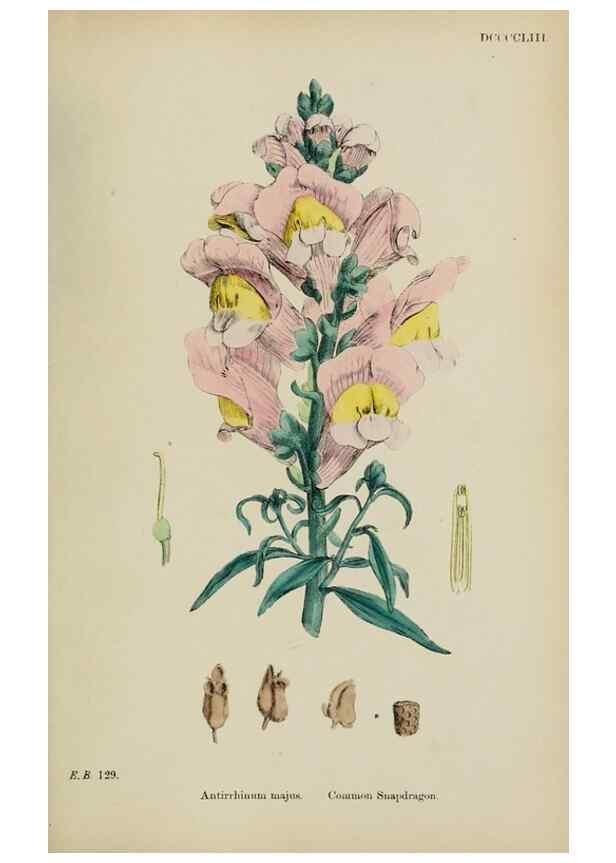 Reproducción/Reproduction 48717910961: English botany, or, Coloured figures of British plants /. London :R. Hardwicke,1863-1886.. 