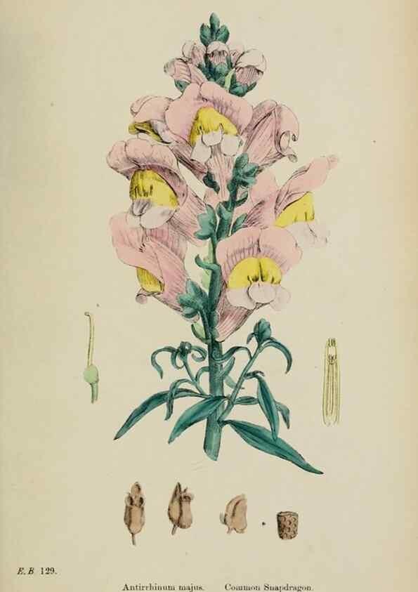 Reproducción/Reproduction 48717910961: English botany, or, Coloured figures of British plants /. London :R. Hardwicke,1863-1886.. 