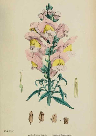 Reproducción/Reproduction 48717910961: English botany, or, Coloured figures of British plants /. London :R. Hardwicke,1863-1886.. 