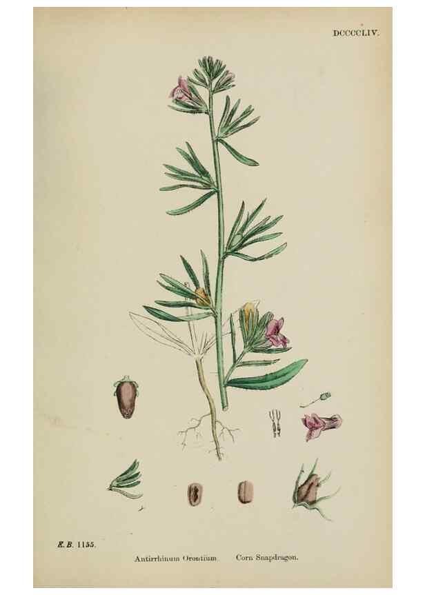 Reproducción/Reproduction 48717911321: English botany, or, Coloured figures of British plants /. London :R. Hardwicke,1863-1886.. 