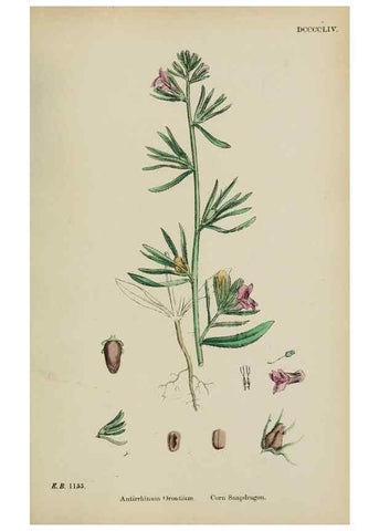 Reproducción/Reproduction 48717911321: English botany, or, Coloured figures of British plants /. London :R. Hardwicke,1863-1886.. 