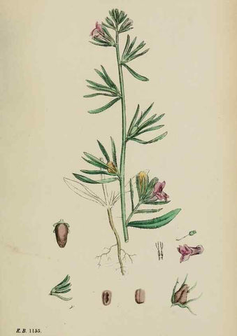 Reproducción/Reproduction 48717911321: English botany, or, Coloured figures of British plants /. London :R. Hardwicke,1863-1886.. 