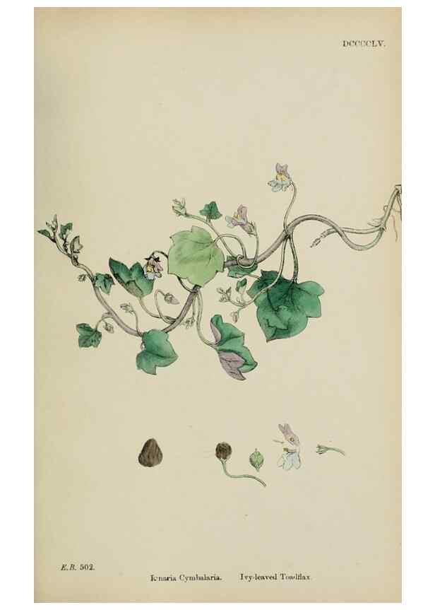 Reproducción/Reproduction 48717575063: English botany, or, Coloured figures of British plants /. London :R. Hardwicke,1863-1886.. 