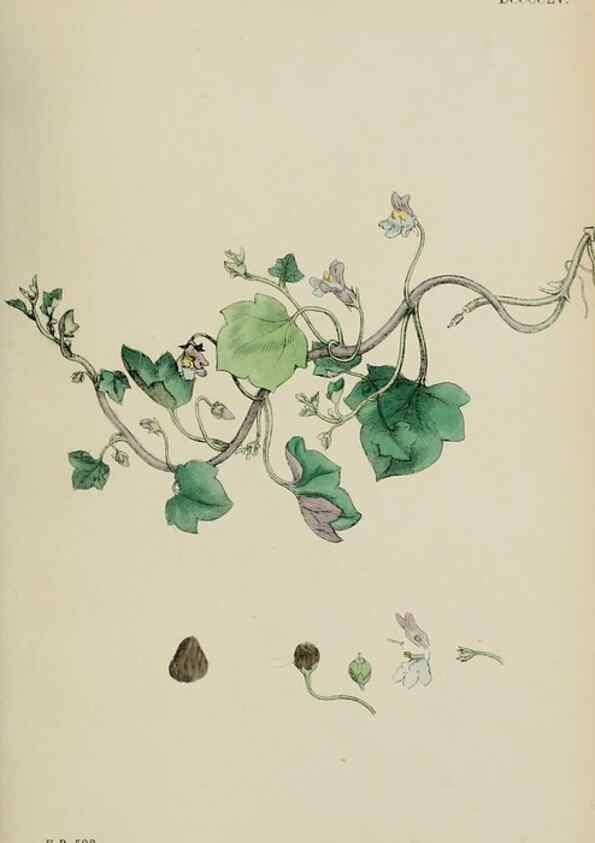 Reproducción/Reproduction 48717575063: English botany, or, Coloured figures of British plants /. London :R. Hardwicke,1863-1886.. 