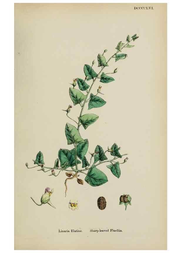 Reproducción/Reproduction 48717575293: English botany, or, Coloured figures of British plants /. London :R. Hardwicke,1863-1886.. 