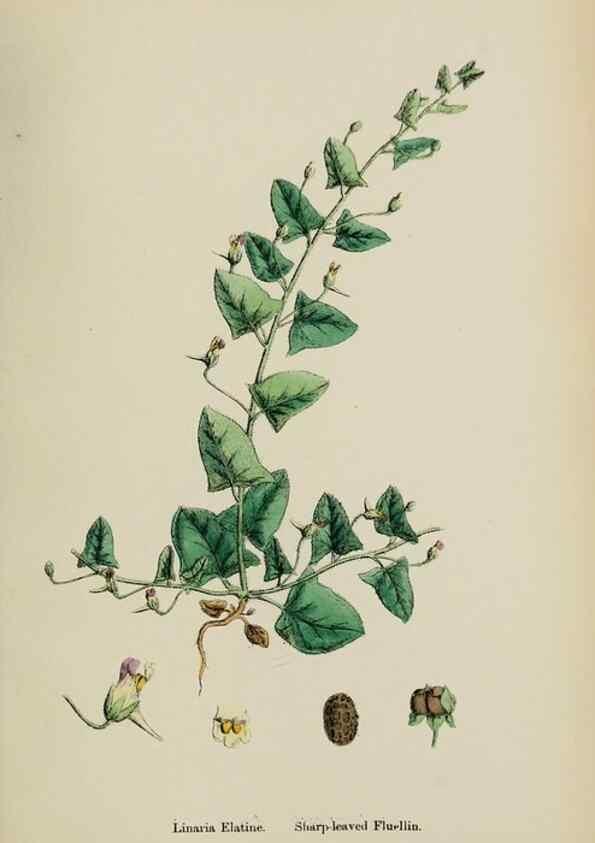 Reproducción/Reproduction 48717575293: English botany, or, Coloured figures of British plants /. London :R. Hardwicke,1863-1886.. 