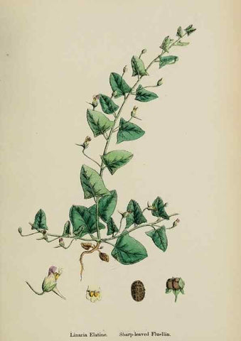 Reproducción/Reproduction 48717575293: English botany, or, Coloured figures of British plants /. London :R. Hardwicke,1863-1886.. 