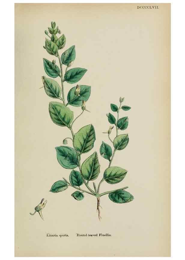 Reproducción/Reproduction 48717575623: English botany, or, Coloured figures of British plants /. London :R. Hardwicke,1863-1886.. 