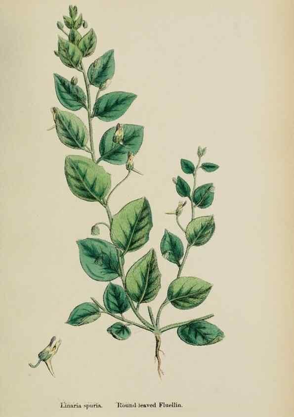 Reproducción/Reproduction 48717575623: English botany, or, Coloured figures of British plants /. London :R. Hardwicke,1863-1886.. 
