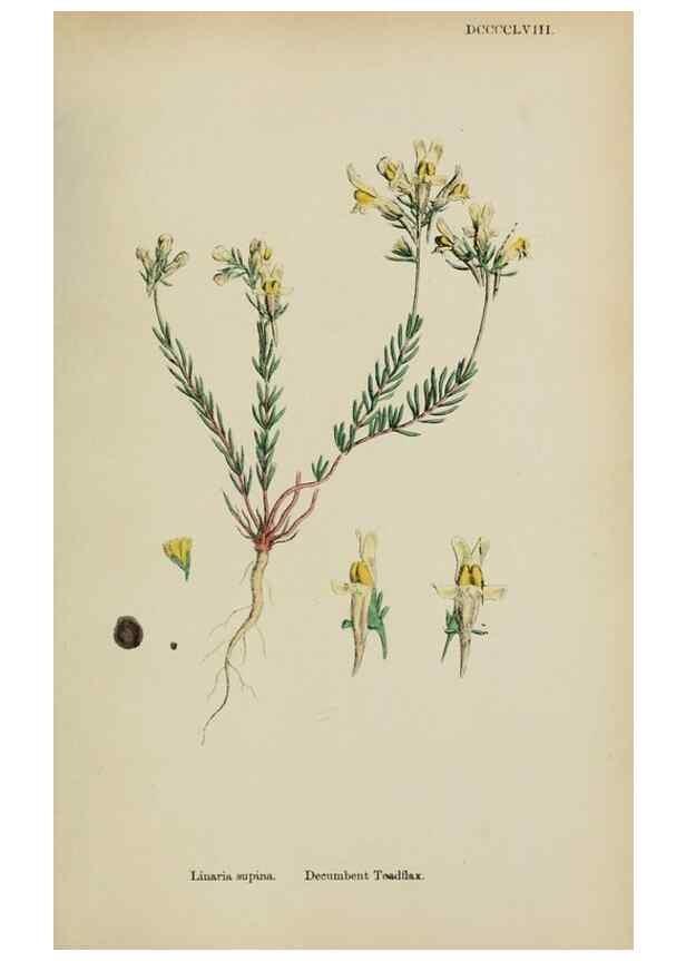 Reproducción/Reproduction 48717575858: English botany, or, Coloured figures of British plants /. London :R. Hardwicke,1863-1886.. 