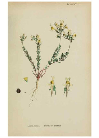 Reproducción/Reproduction 48717575858: English botany, or, Coloured figures of British plants /. London :R. Hardwicke,1863-1886.. 
