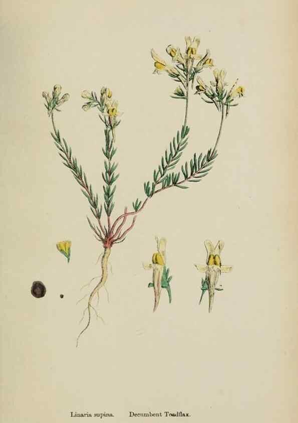 Reproducción/Reproduction 48717575858: English botany, or, Coloured figures of British plants /. London :R. Hardwicke,1863-1886.. 