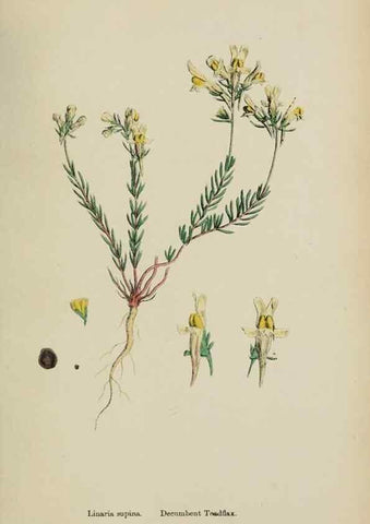 Reproducción/Reproduction 48717575858: English botany, or, Coloured figures of British plants /. London :R. Hardwicke,1863-1886.. 