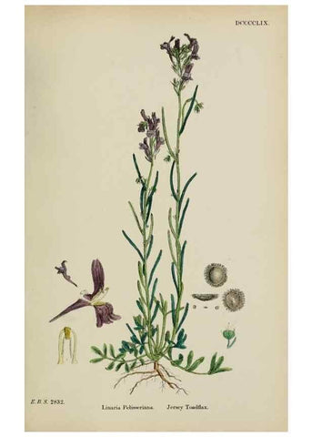 Reproducción/Reproduction 48717576123: English botany, or, Coloured figures of British plants /. London :R. Hardwicke,1863-1886.. 