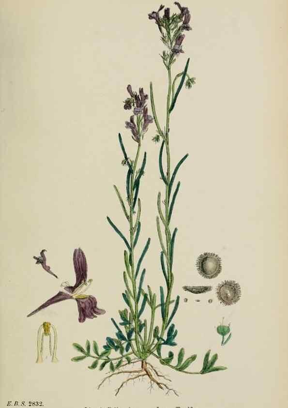 Reproducción/Reproduction 48717576123: English botany, or, Coloured figures of British plants /. London :R. Hardwicke,1863-1886.. 