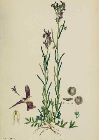 Reproducción/Reproduction 48717576123: English botany, or, Coloured figures of British plants /. London :R. Hardwicke,1863-1886.. 