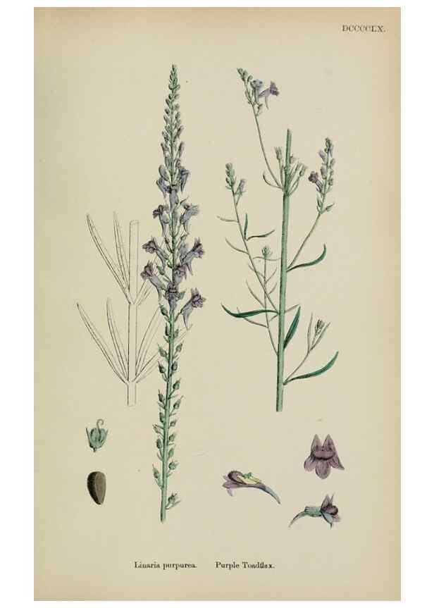 Reproducción/Reproduction 48717576453: English botany, or, Coloured figures of British plants /. London :R. Hardwicke,1863-1886.. 
