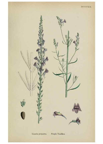 Reproducción/Reproduction 48717576453: English botany, or, Coloured figures of British plants /. London :R. Hardwicke,1863-1886.. 