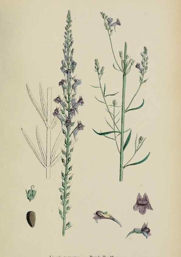 Reproducción/Reproduction 48717576453: English botany, or, Coloured figures of British plants /. London :R. Hardwicke,1863-1886.. 