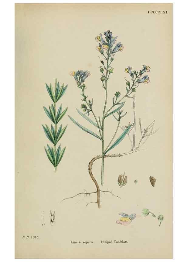 Reproducción/Reproduction 48717576868: English botany, or, Coloured figures of British plants /. London :R. Hardwicke,1863-1886.. 
