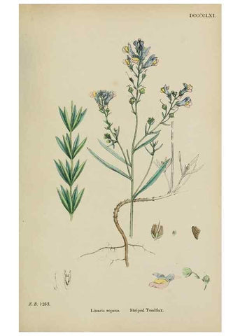 Reproducción/Reproduction 48717576868: English botany, or, Coloured figures of British plants /. London :R. Hardwicke,1863-1886.. 