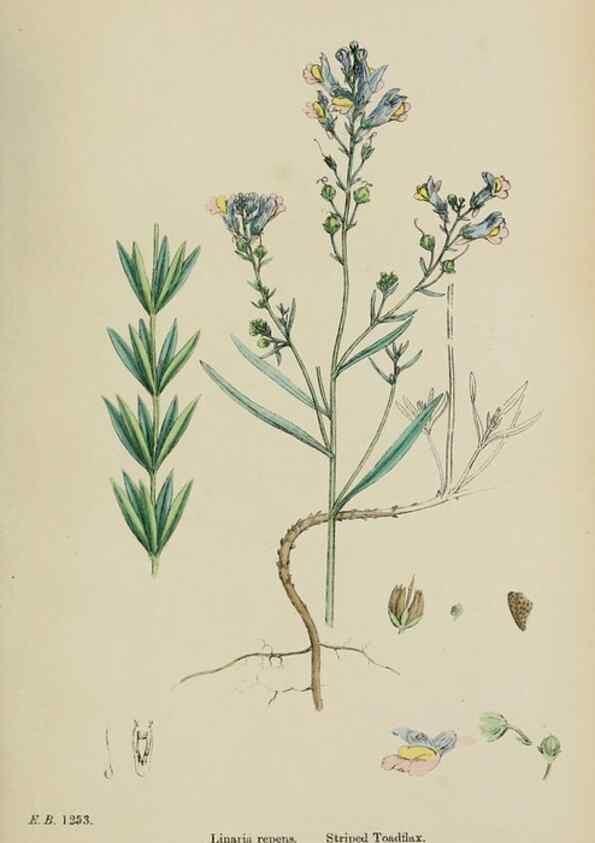 Reproducción/Reproduction 48717576868: English botany, or, Coloured figures of British plants /. London :R. Hardwicke,1863-1886.. 
