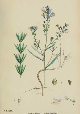 Reproducción/Reproduction 48717576868: English botany, or, Coloured figures of British plants /. London :R. Hardwicke,1863-1886.. 