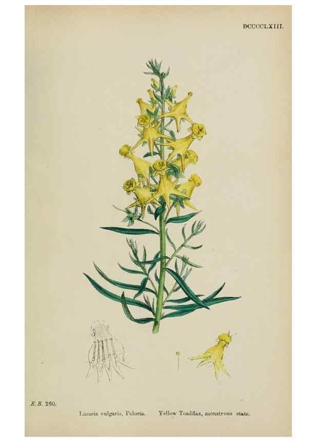 Reproducción/Reproduction 48717914201: English botany, or, Coloured figures of British plants /. London :R. Hardwicke,1863-1886.. 