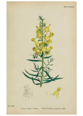 Reproducción/Reproduction 48717914201: English botany, or, Coloured figures of British plants /. London :R. Hardwicke,1863-1886.. 
