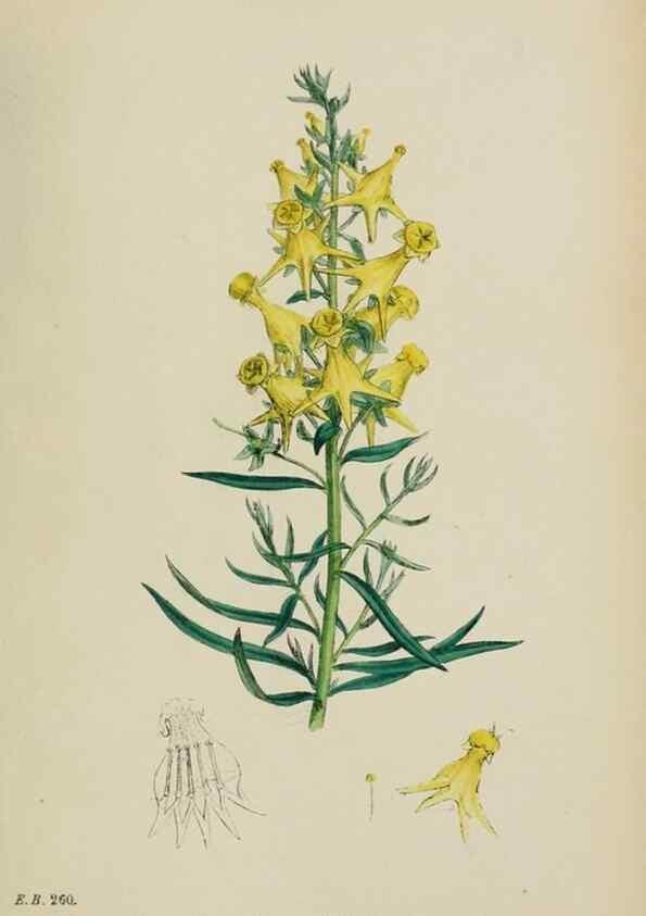 Reproducción/Reproduction 48717914201: English botany, or, Coloured figures of British plants /. London :R. Hardwicke,1863-1886.. 