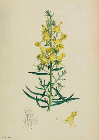 Reproducción/Reproduction 48717914201: English botany, or, Coloured figures of British plants /. London :R. Hardwicke,1863-1886.. 
