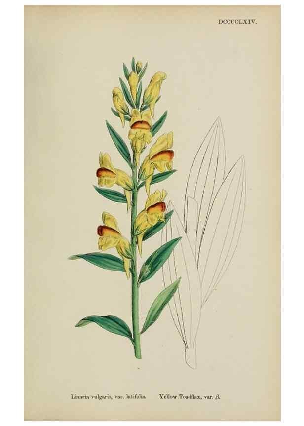 Reproducción/Reproduction 48718085532: English botany, or, Coloured figures of British plants /. London :R. Hardwicke,1863-1886.. 