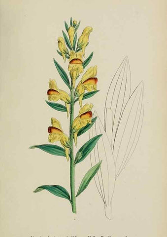 Reproducción/Reproduction 48718085532: English botany, or, Coloured figures of British plants /. London :R. Hardwicke,1863-1886.. 
