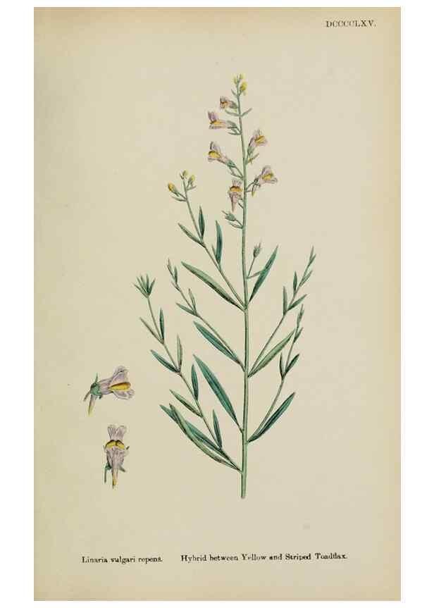 Reproducción/Reproduction 48718085772: English botany, or, Coloured figures of British plants /. London :R. Hardwicke,1863-1886.. 