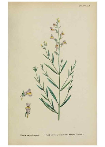 Reproducción/Reproduction 48718085772: English botany, or, Coloured figures of British plants /. London :R. Hardwicke,1863-1886.. 